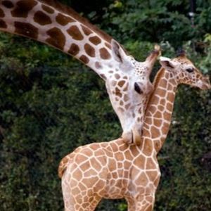 Meet your Posher, Jazmine